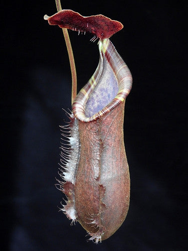 Nepenthes muluensis x lowii BE-3128
