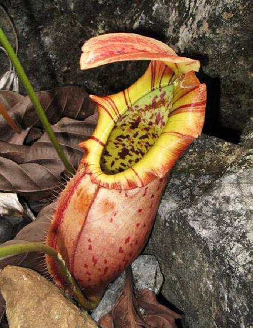 Nepenthes northiana  BE-3357