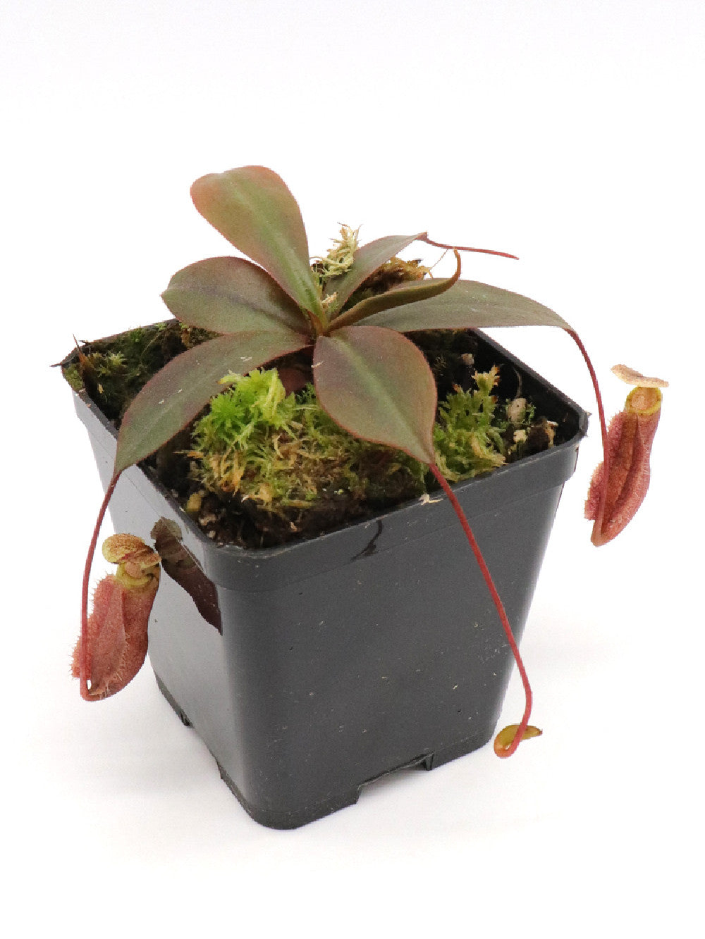 Nepenthes palawanensis BE-4013