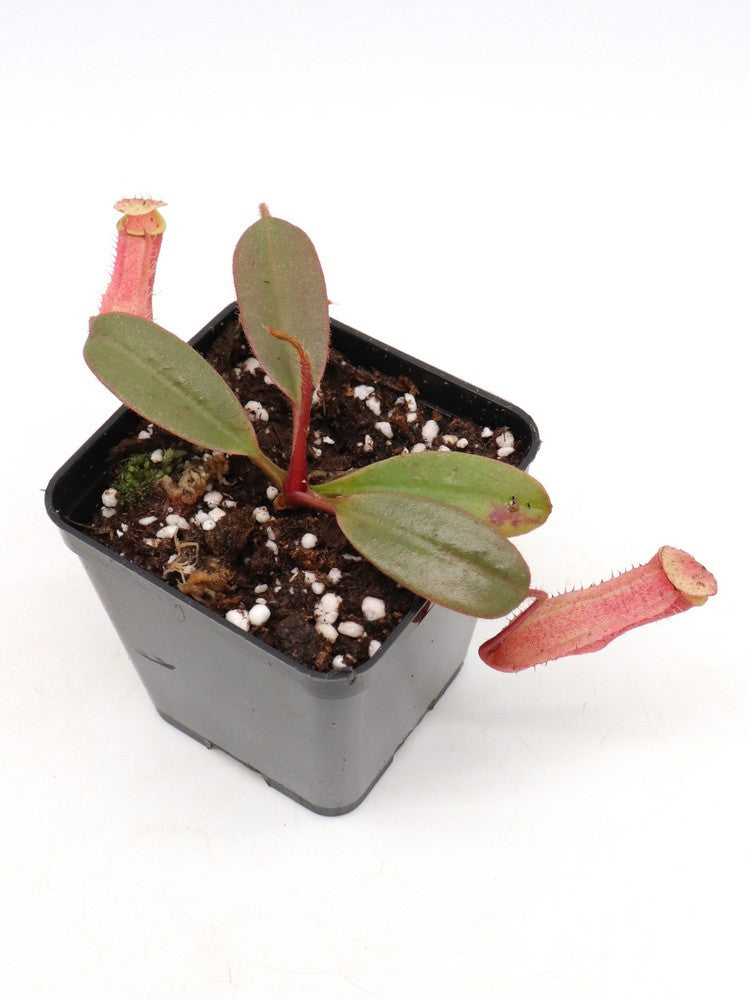 Nepenthes peltata BE-4025