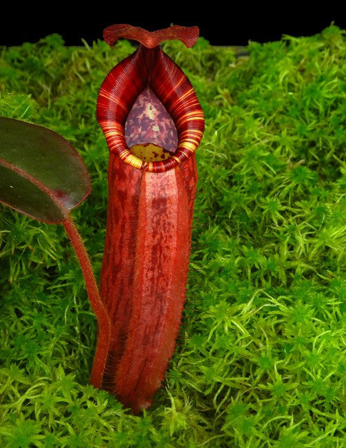 Nepenthes peltata x (veitchii x lowii) BE-4516