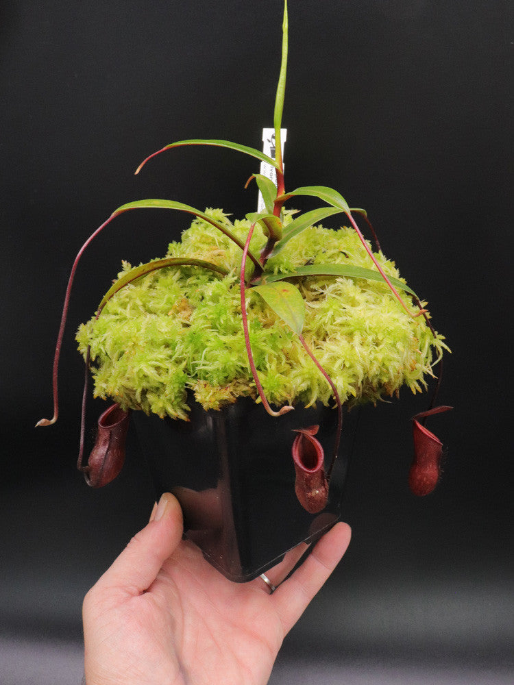Nepenthes pitopangi  "Ivory coloured form"