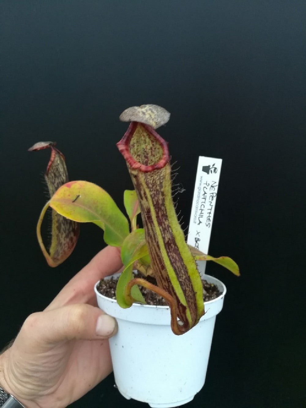 Nepenthes platychila x boschiana