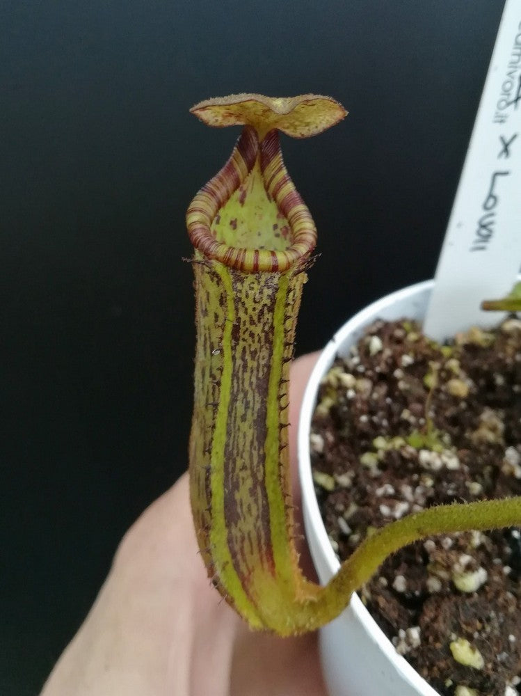 Nepenthes platychila x lowii