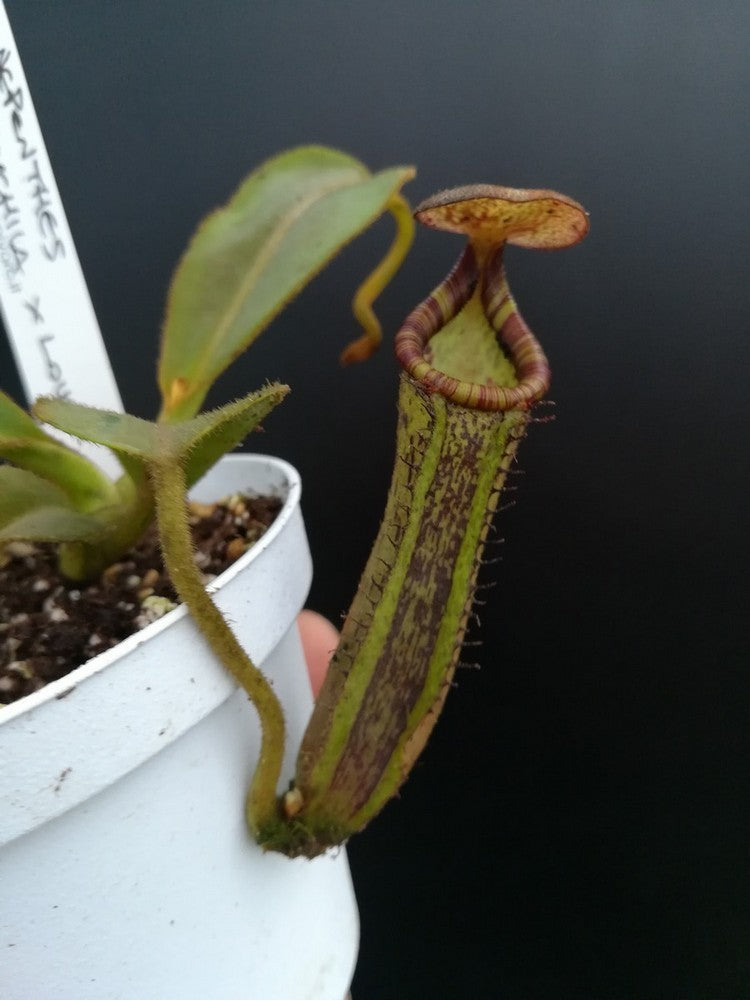 Nepenthes platychila x lowii