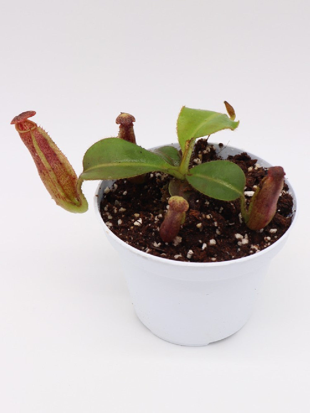 Nepenthes platychila x veitchii