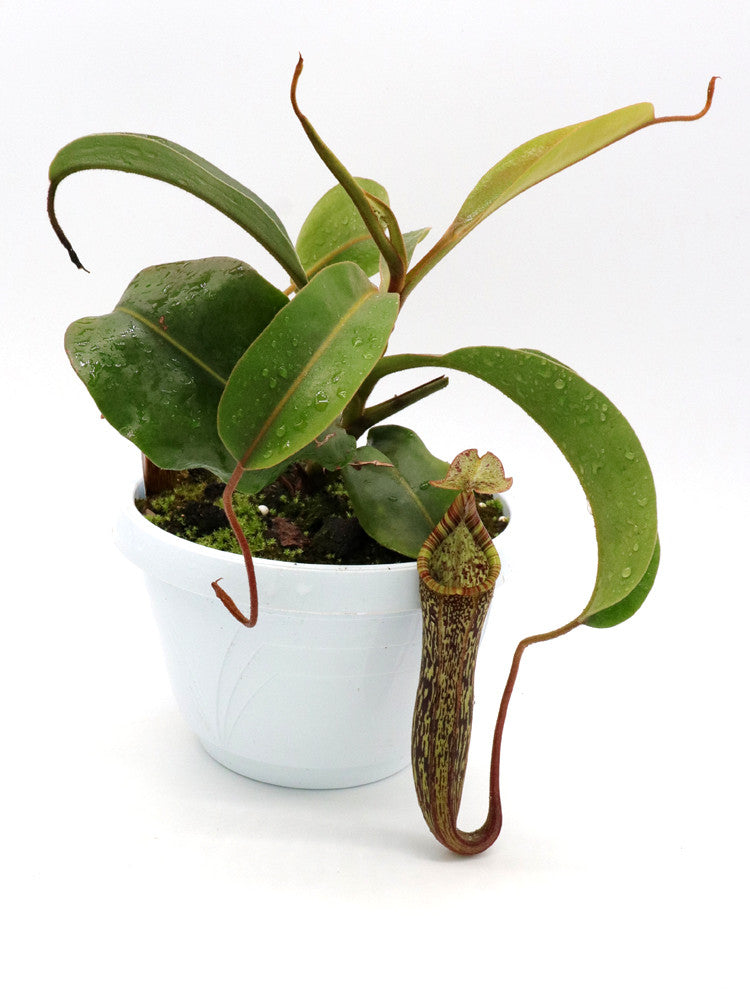 Nepenthes platychila x vogelii