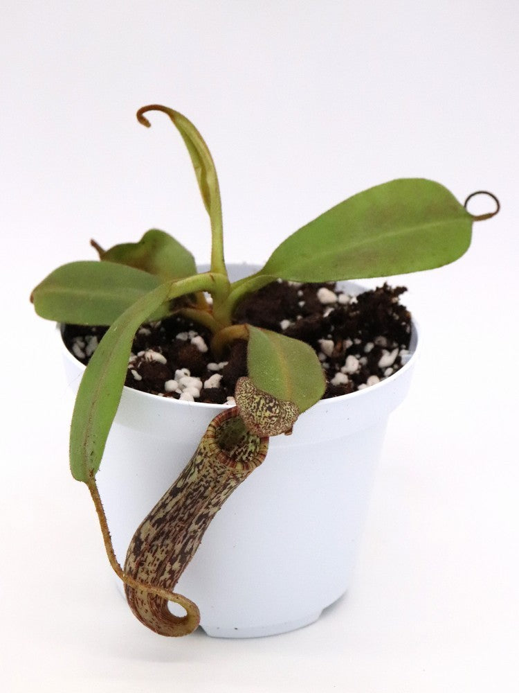 Nepenthes platychila x vogelii