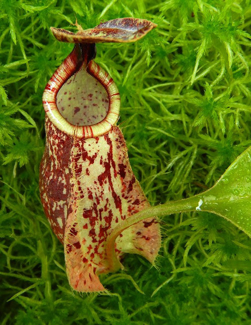 Nepenthes rafflesiana "Kalimantan"  BE-4571