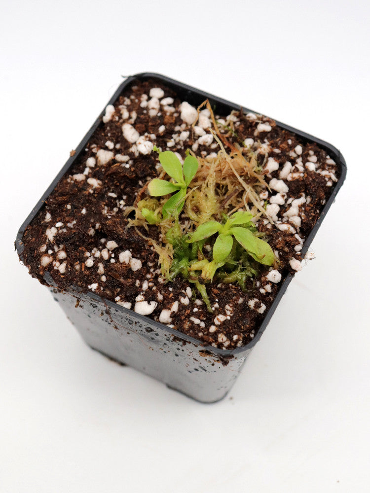 Nepenthes rajah Mount Tambuyukon, Borneo