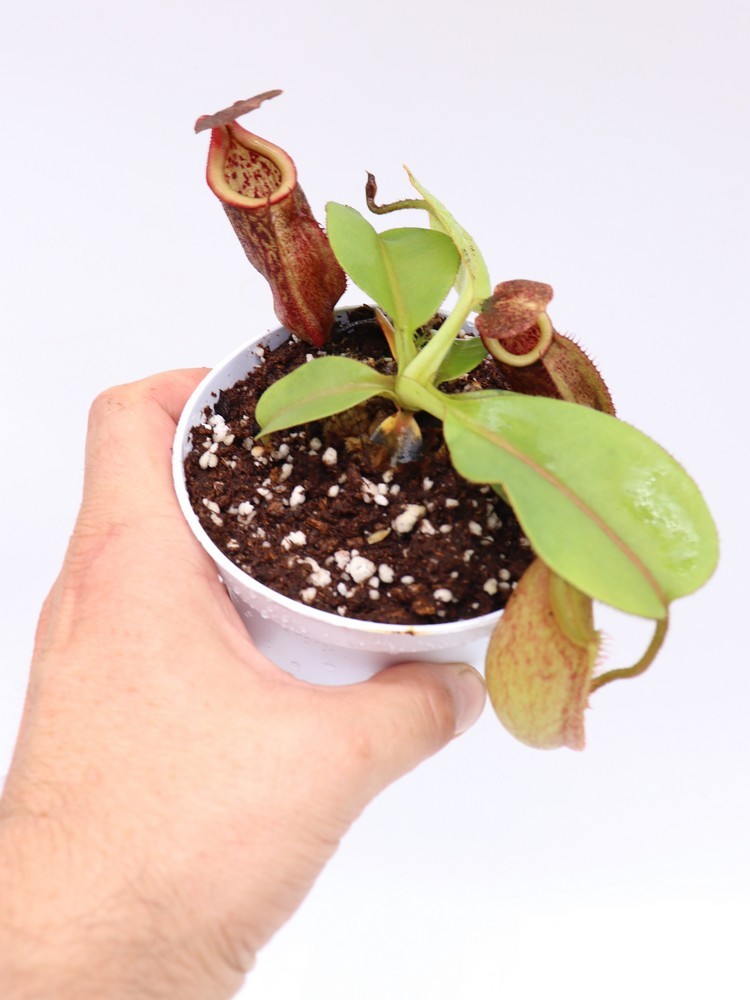 Nepenthes rajah x eymae