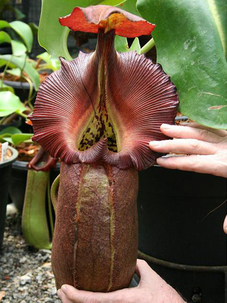 Nepenthes robcantleyi BE-3517