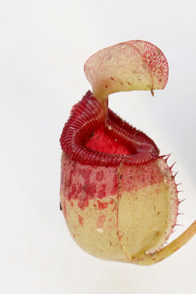 Nepenthes sibuyanensis Guiting-Guiting, Philippines