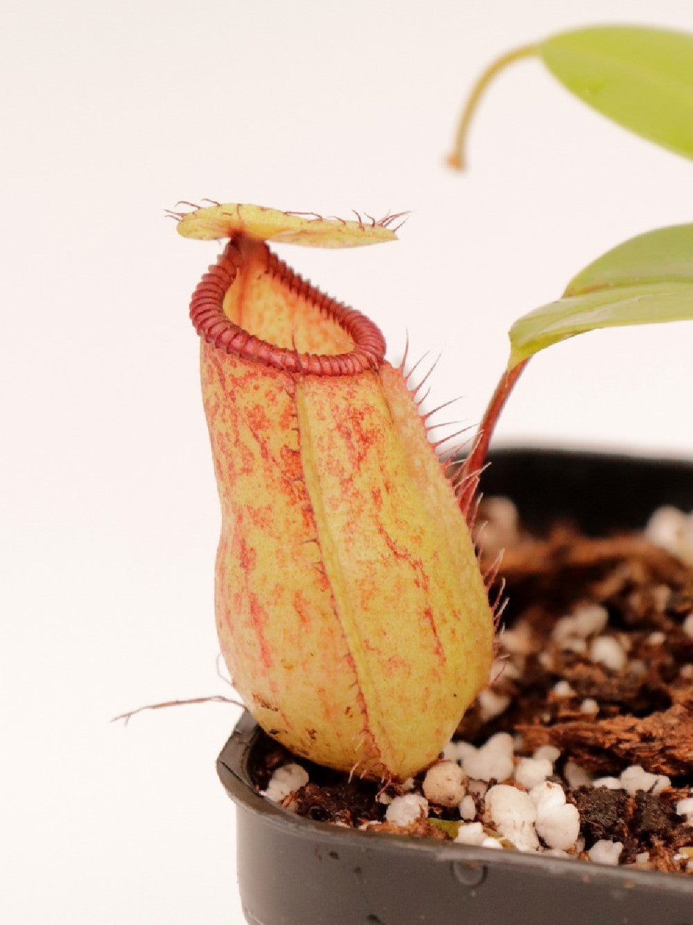 Nepenthes sibuyanensis x hamata BE-3562