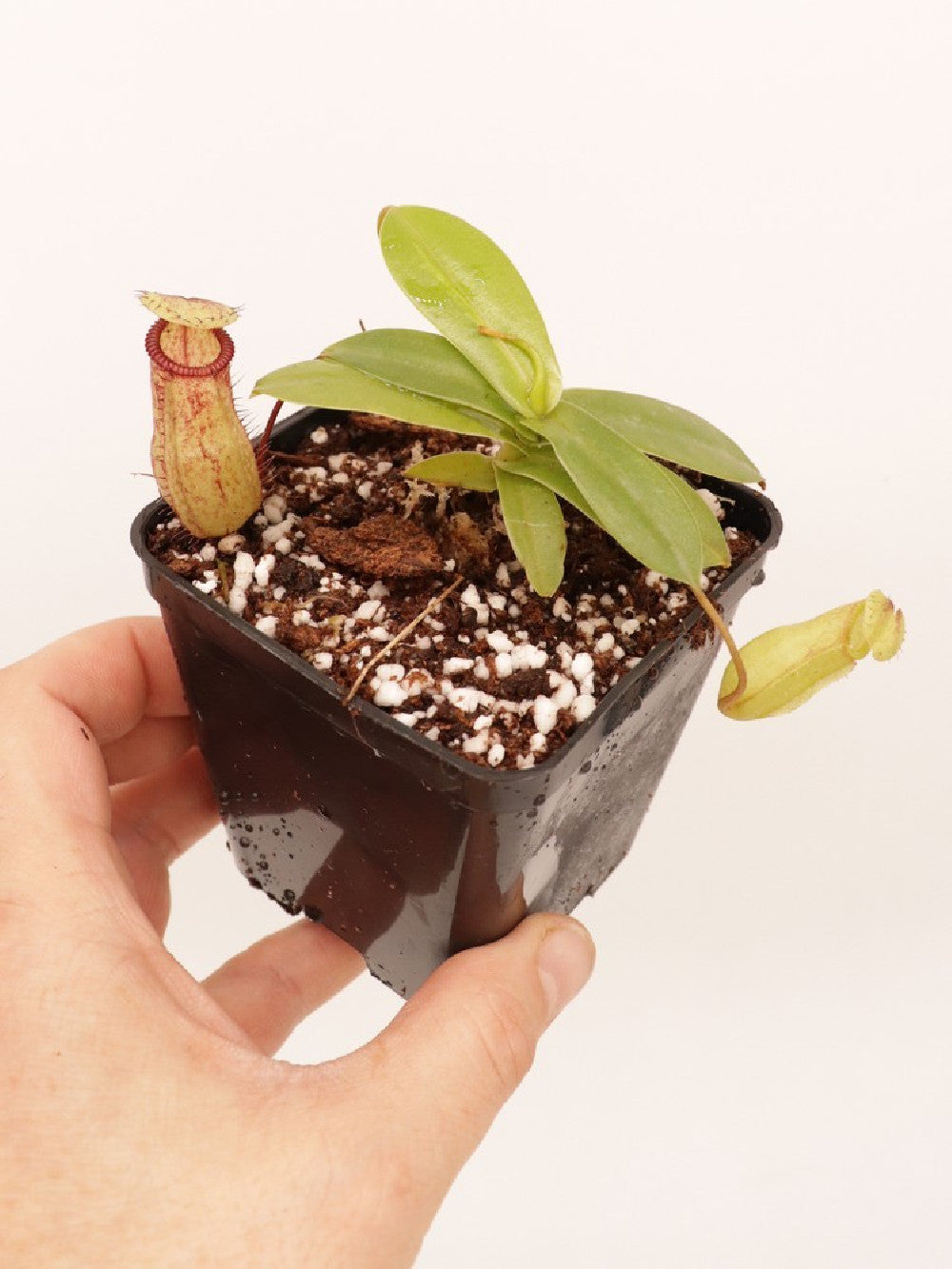 Nepenthes sibuyanensis x hamata BE-3562