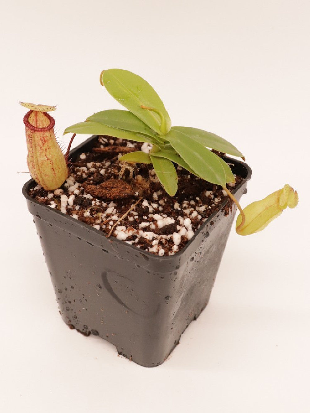 Nepenthes sibuyanensis x hamata BE-3562
