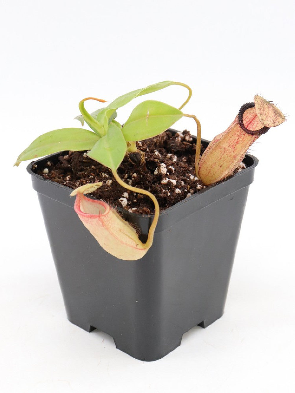 Nepenthes sibuyanensis x hamata BE-3562