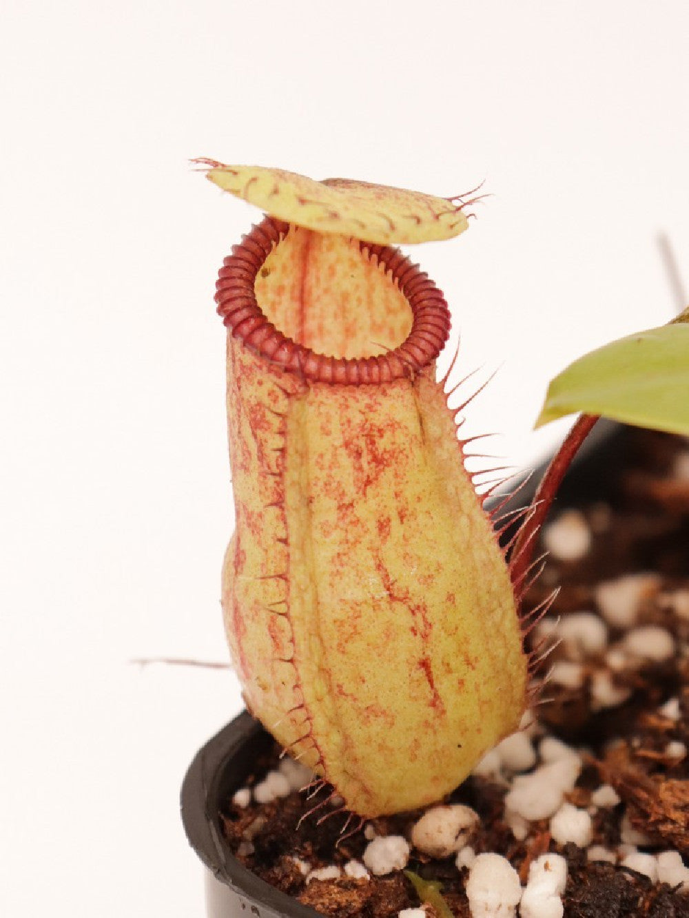 Nepenthes sibuyanensis x hamata BE-3562