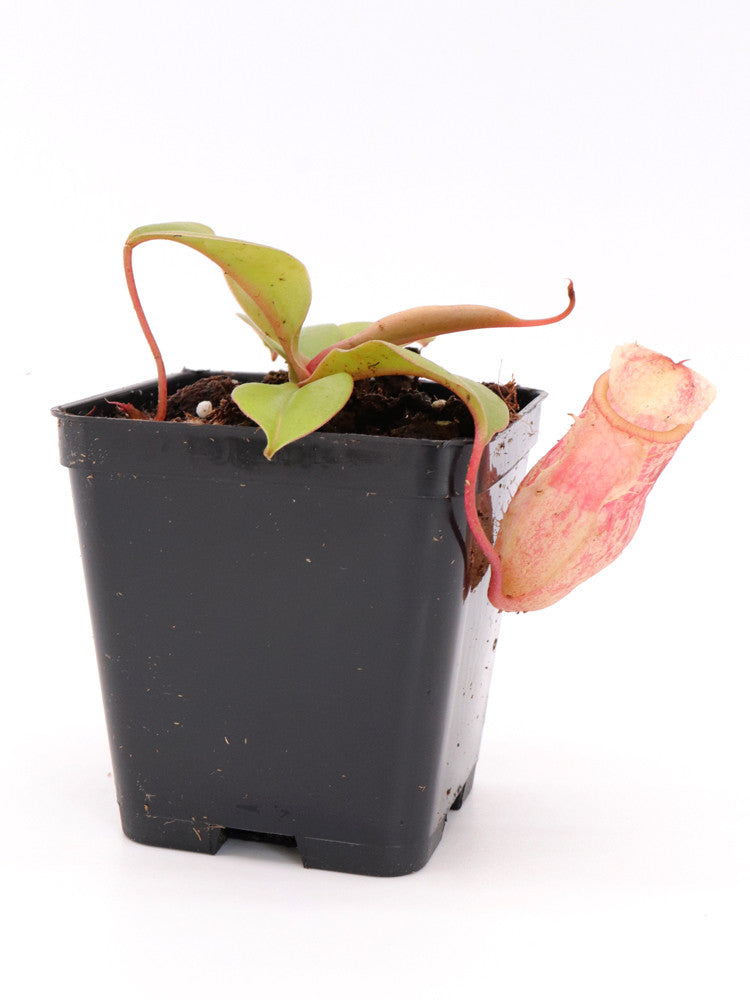 Nepenthes sibuyanensis x merilliana BE-4026