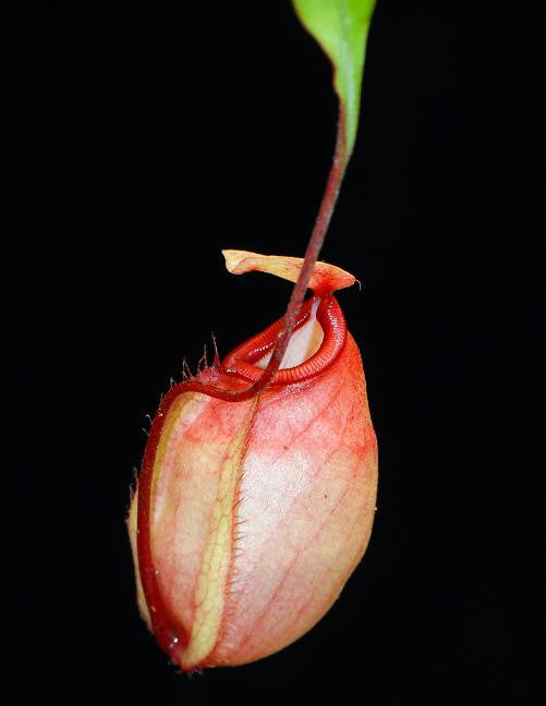 Nepenthes sibuyanensis x mirabilis var. globosa BE-3940