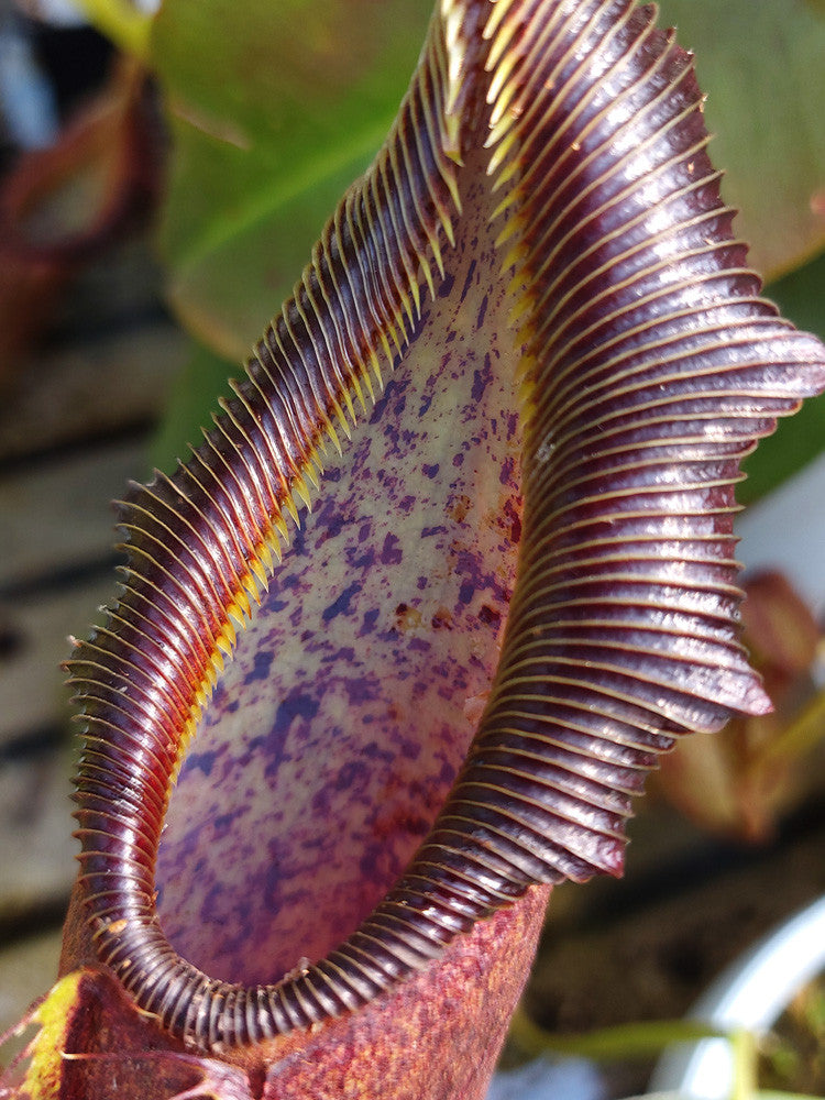 Nepenthes singalana Belirang BE-3170
