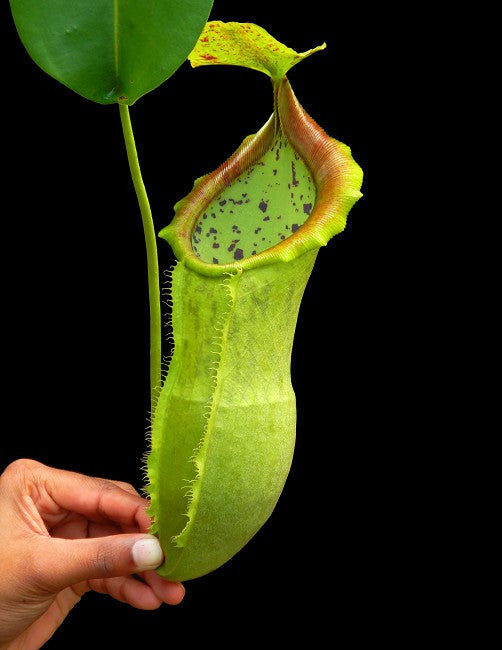 Nepenthes spathulata x campanulata BE-3796