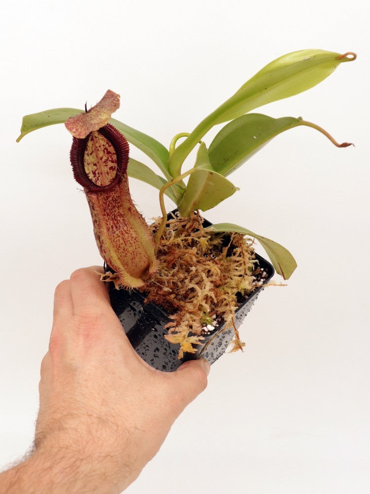 Nepenthes spathulata x hamata BE-3793