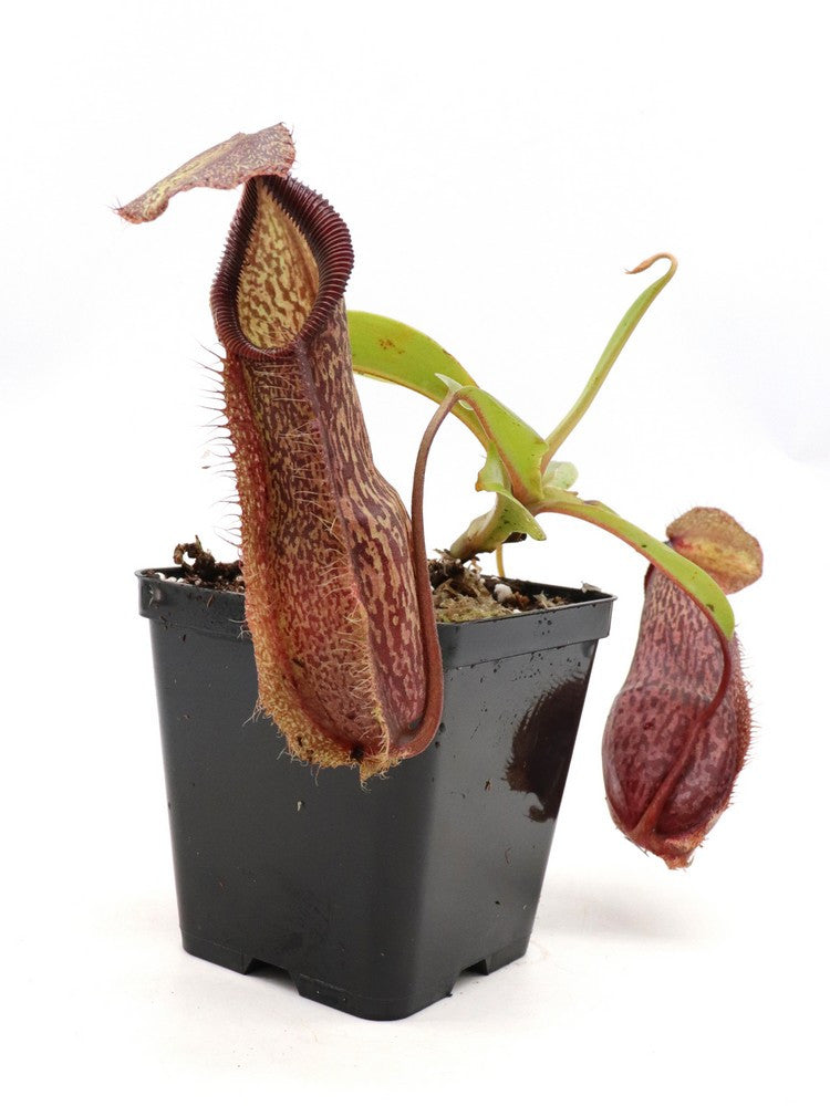 Nepenthes spathulata x hamata BE-3712