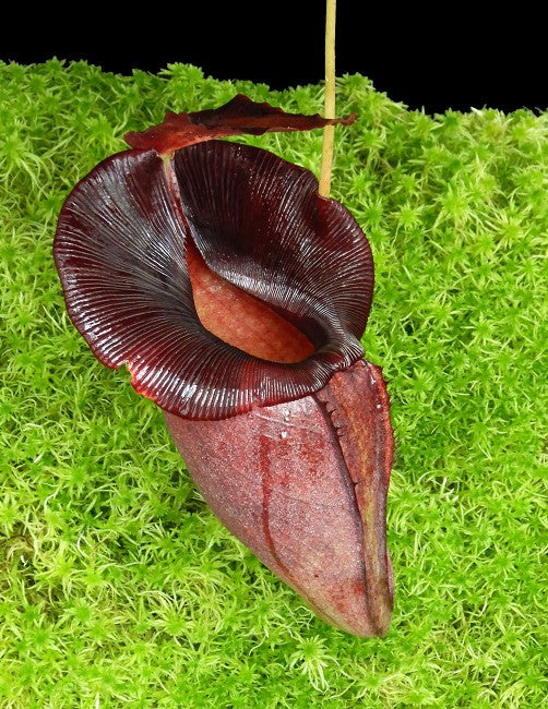 Nepenthes spathulata x jacqueline BE-3883