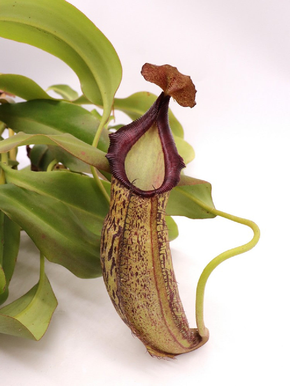 Nepenthes spathulata x spectabilis XL Size