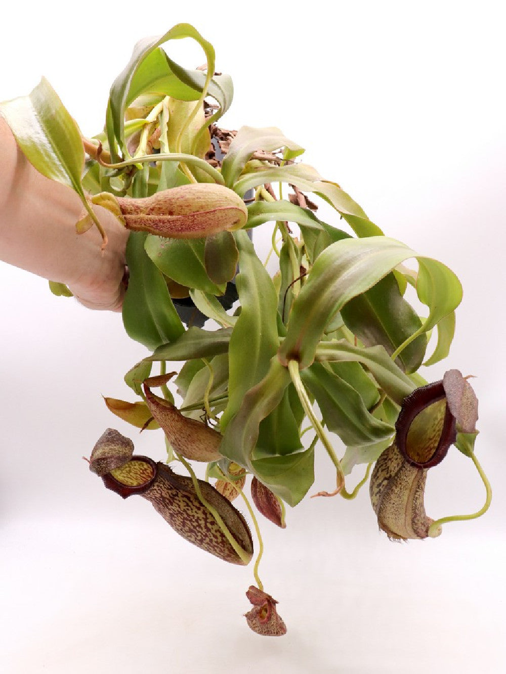Nepenthes spathulata x spectabilis XL Size