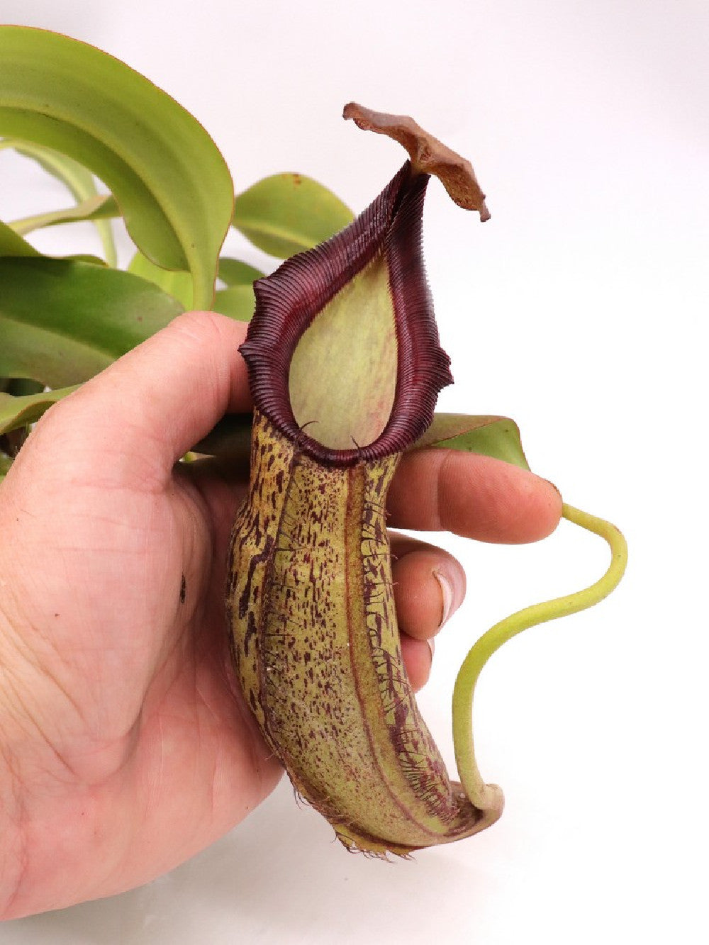 Nepenthes spathulata x spectabilis XL Size