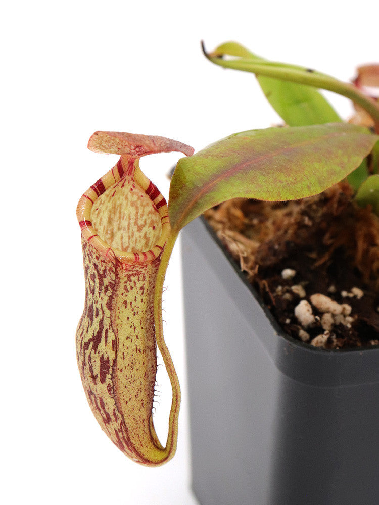 Nepenthes spectabilis Bandahara "Giant" x campanulata