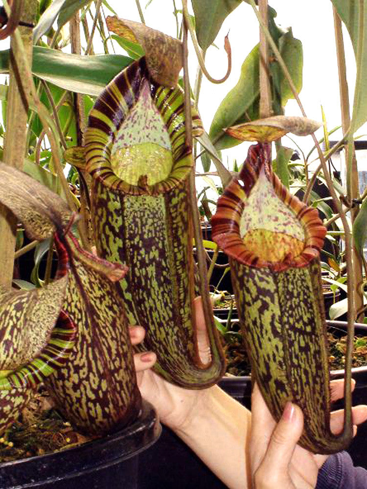 Nepenthes spectabilis "Perkinson Giant" BE-3322