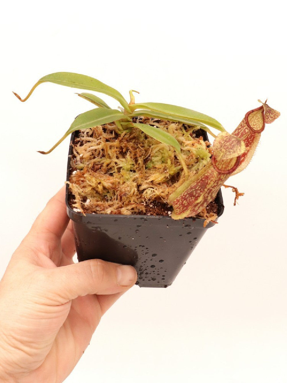 Nepenthes spectabilis x hamata BE-3871