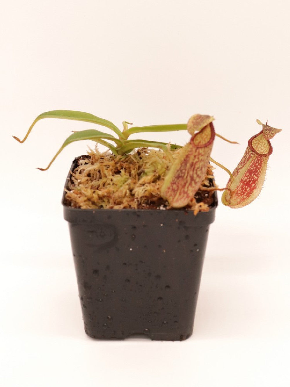 Nepenthes spectabilis x hamata BE-3871