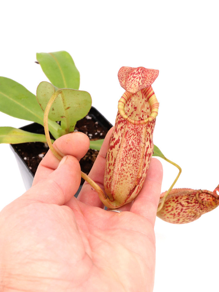 Nepenthes spectabilis x veitchii BE-3664