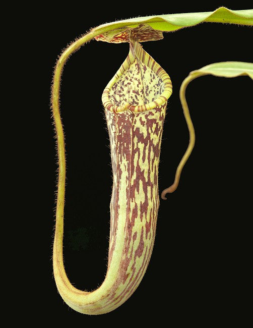 Nepenthes stenophylla "Best selected Clone" BE-3905