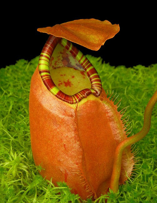 Nepenthes sumatrana BE-4540