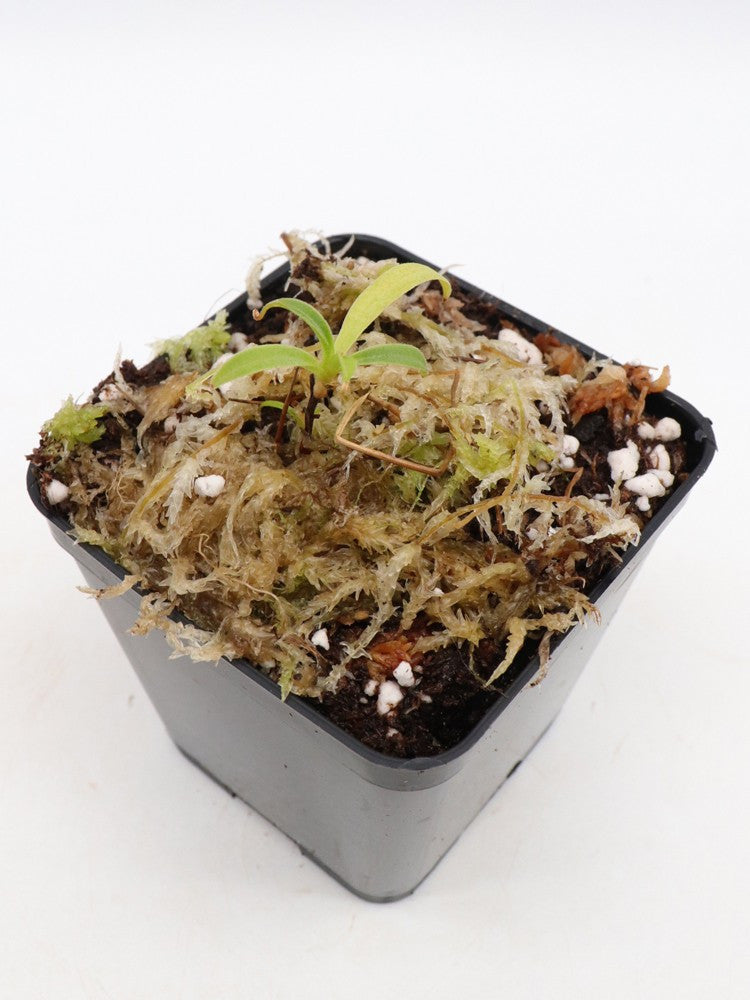 Nepenthes talangensis Gunung Talang, Sumatra