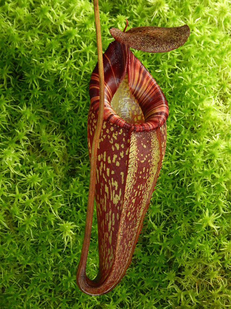 Nepenthes talangensis x spectabilis BE-4063