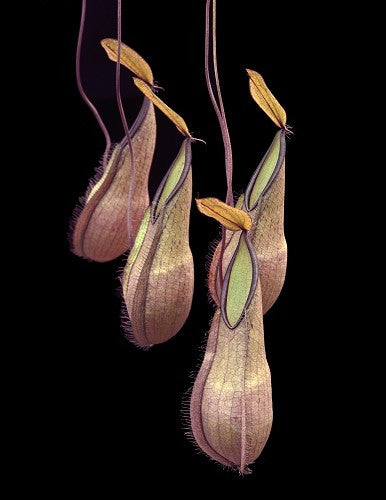 Nepenthes tentaculata BE-3870