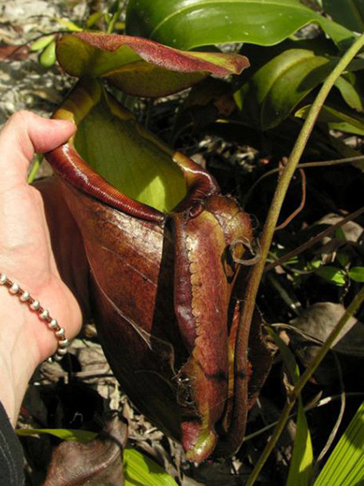 Nepenthes treubiana "Andamata" BE-3340