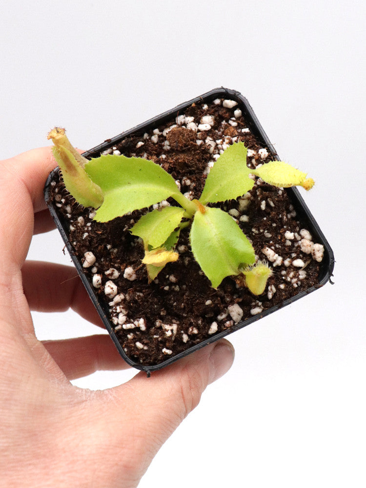 Nepenthes truncata , lowland