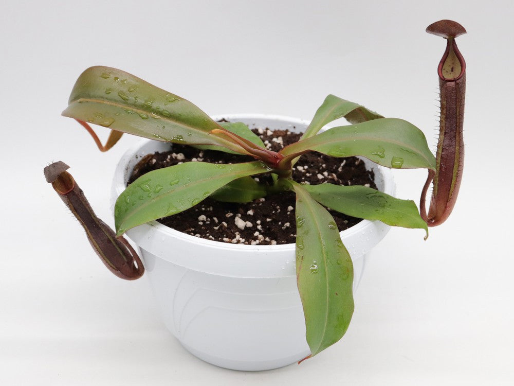 Nepenthes truncata x ramispina (maschio)