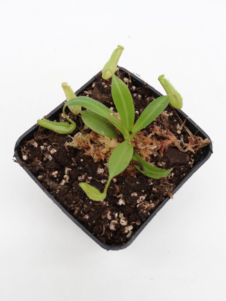 Nepenthes truncata x ramispina (maschio)