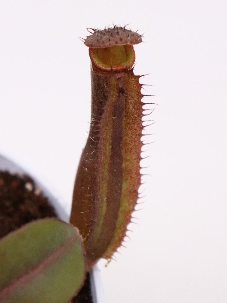 Nepenthes truncata x ramispina (maschio)