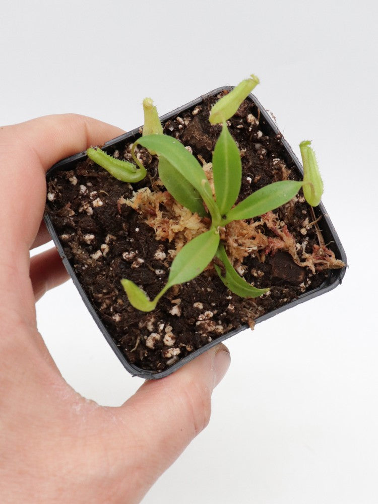 Nepenthes truncata x ramispina (maschio)