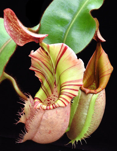 Nepenthes veitchii "Bario" Highland Grex2 BE-4033