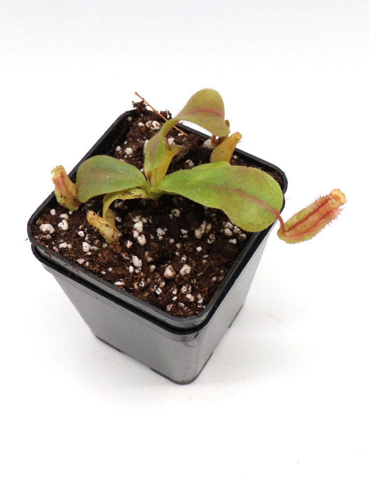 Nepenthes veitchii "Golden peristome" Lowland form, Bario